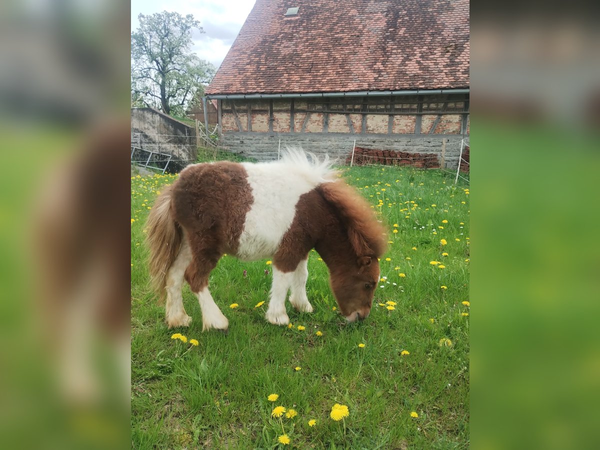 Mini Shetland Pony Hengst 1 Jaar Gevlekt-paard in Schrozberg