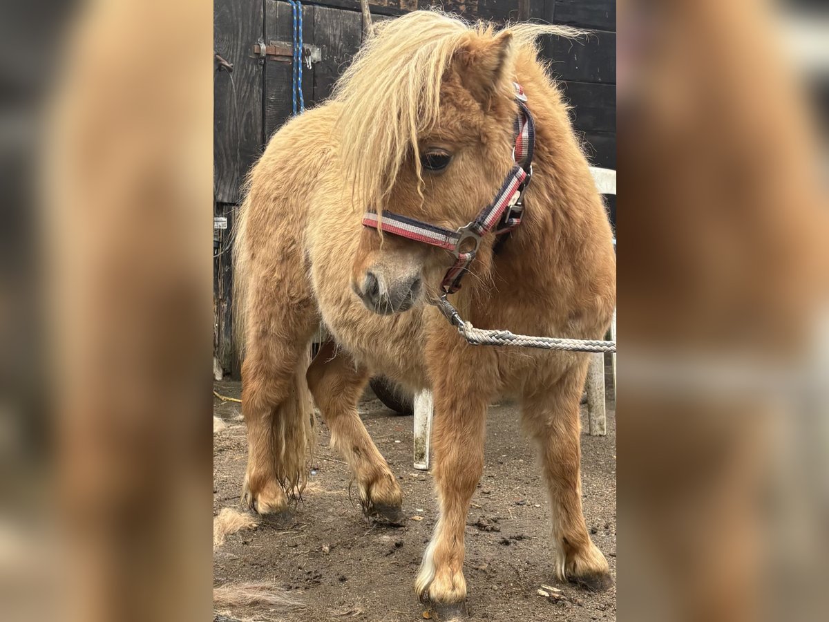 Mini Shetland Pony Hengst 1 Jahr 69 cm Red Dun in Norderstedt