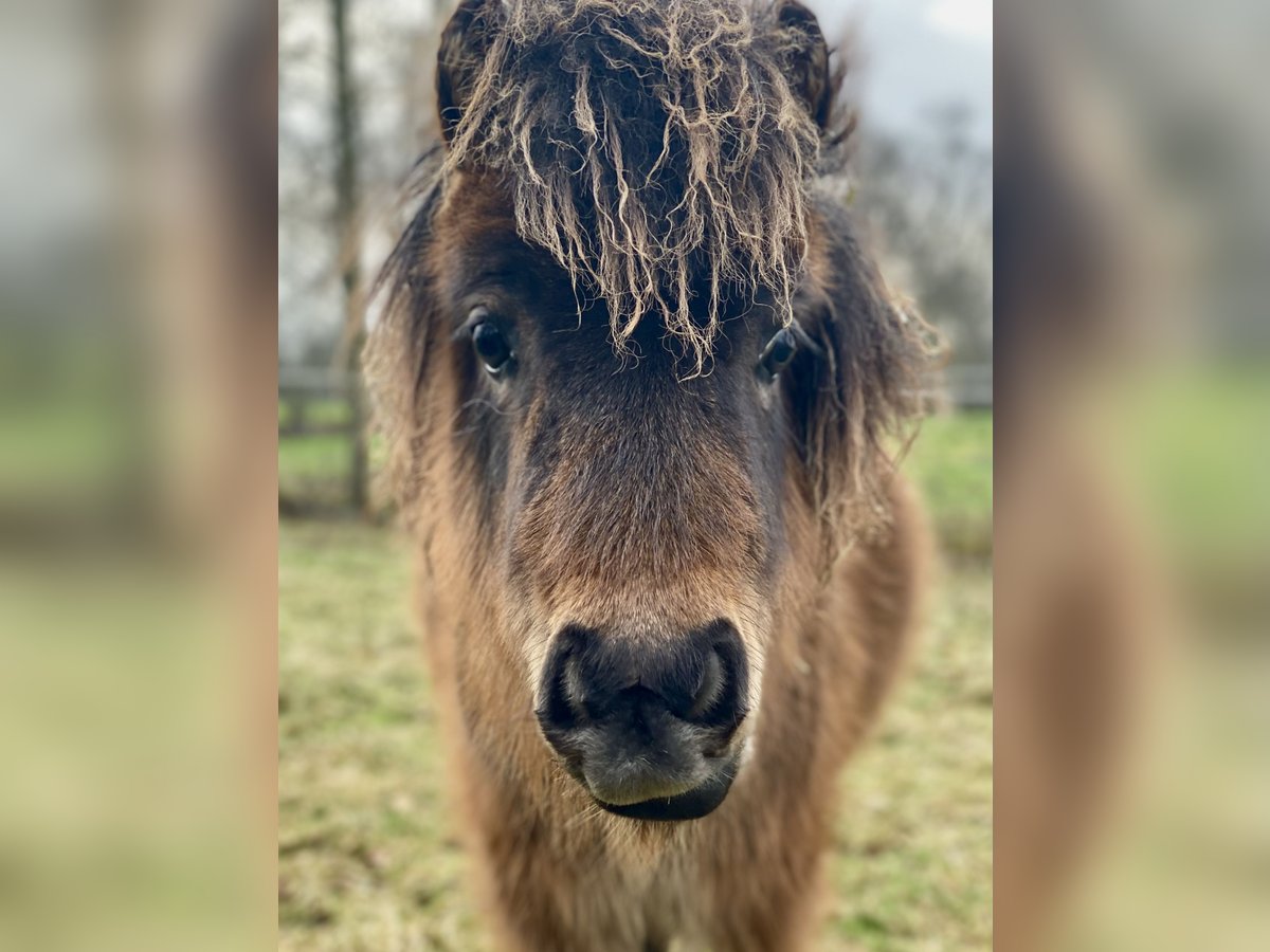 Mini Shetland Pony Hengst 1 Jahr 70 cm Dunkelbrauner in Berne