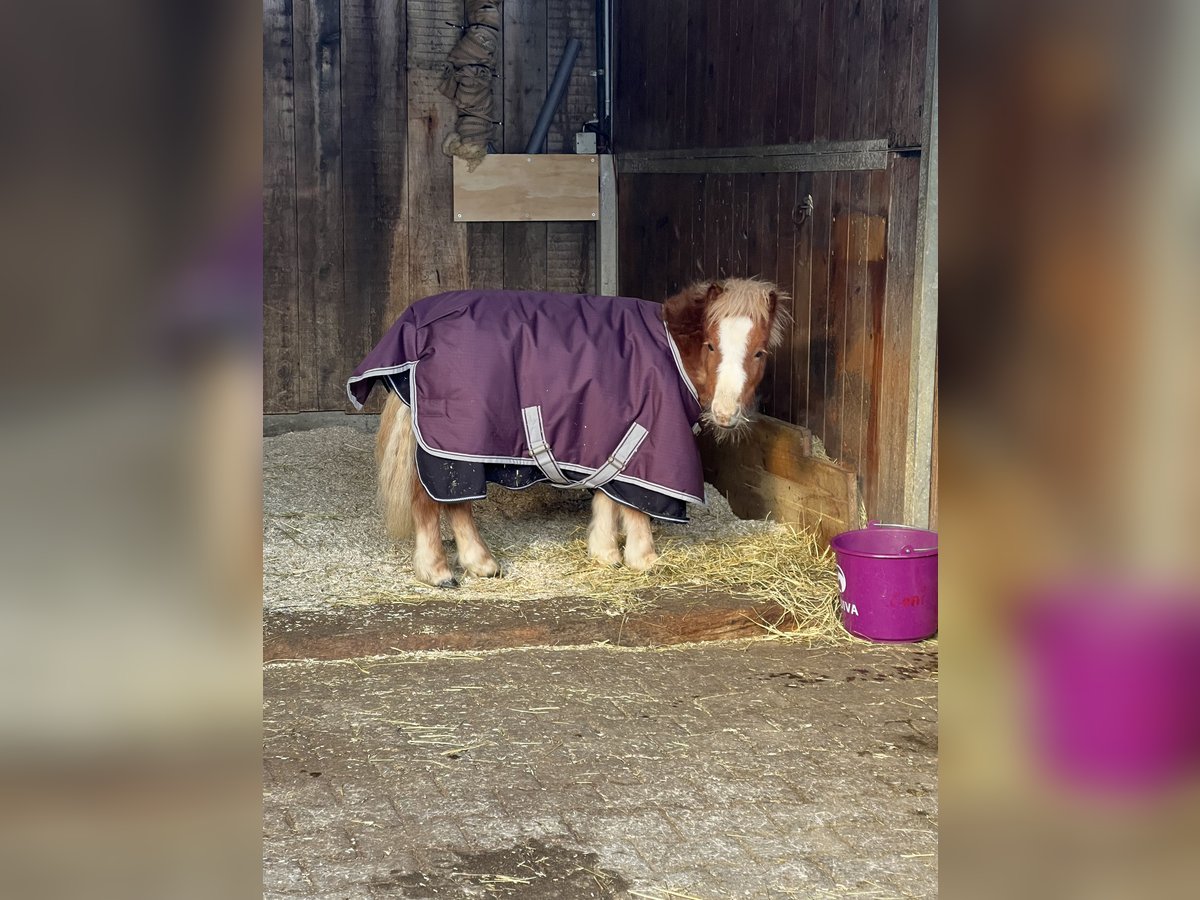 Mini Shetland Pony Hengst 1 Jahr 80 cm Fuchs in Liestal