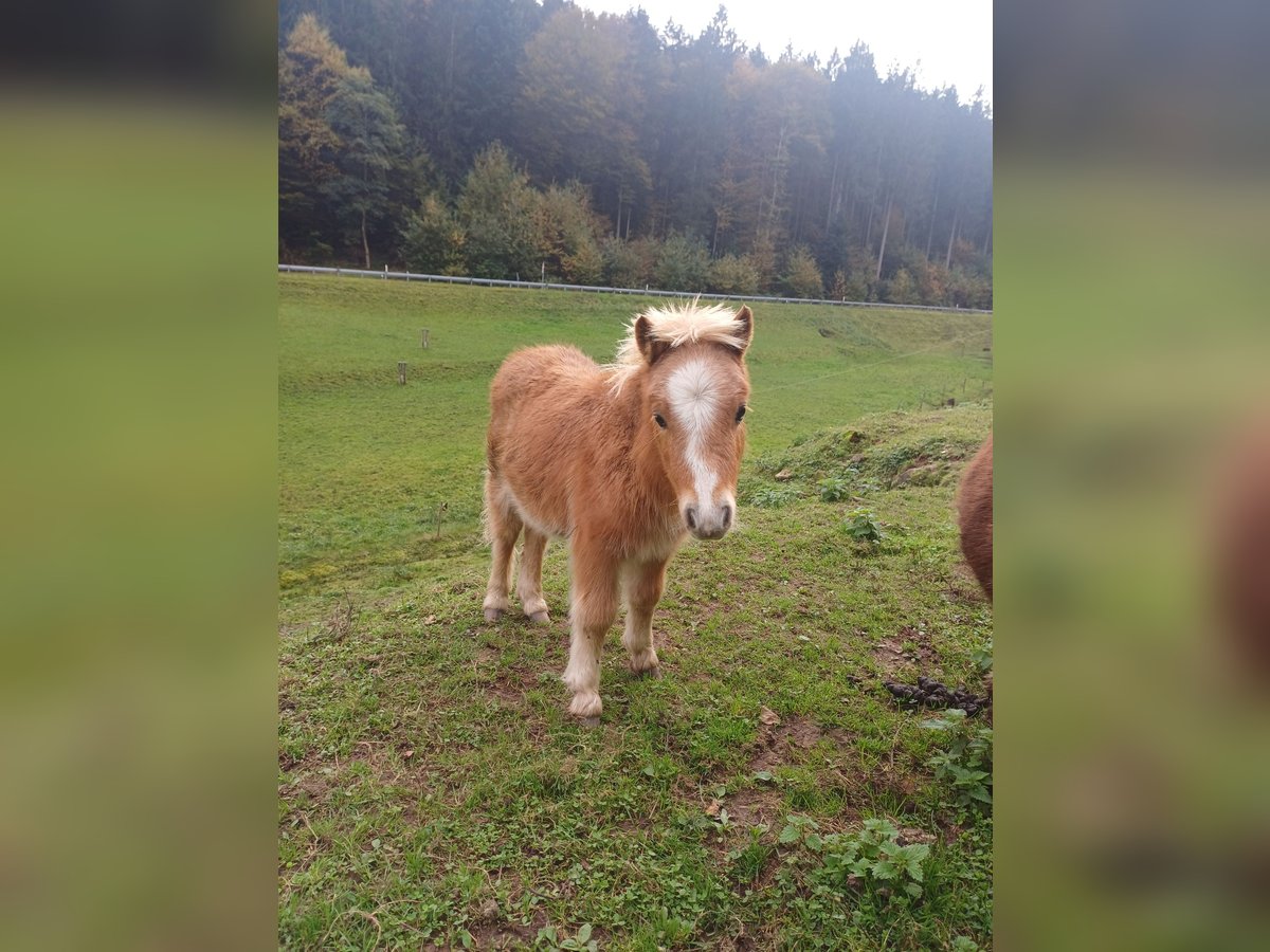 Mini Shetland Pony Hengst 1 Jahr Fuchs in Schuttertal