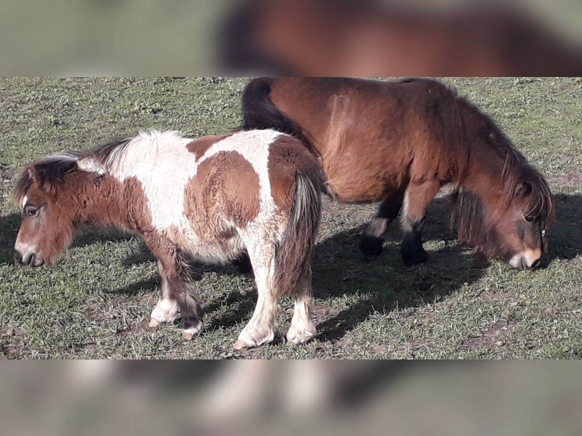 Mini Shetland Pony Hengst 1 Jahr Schecke in Kleblach-Lind