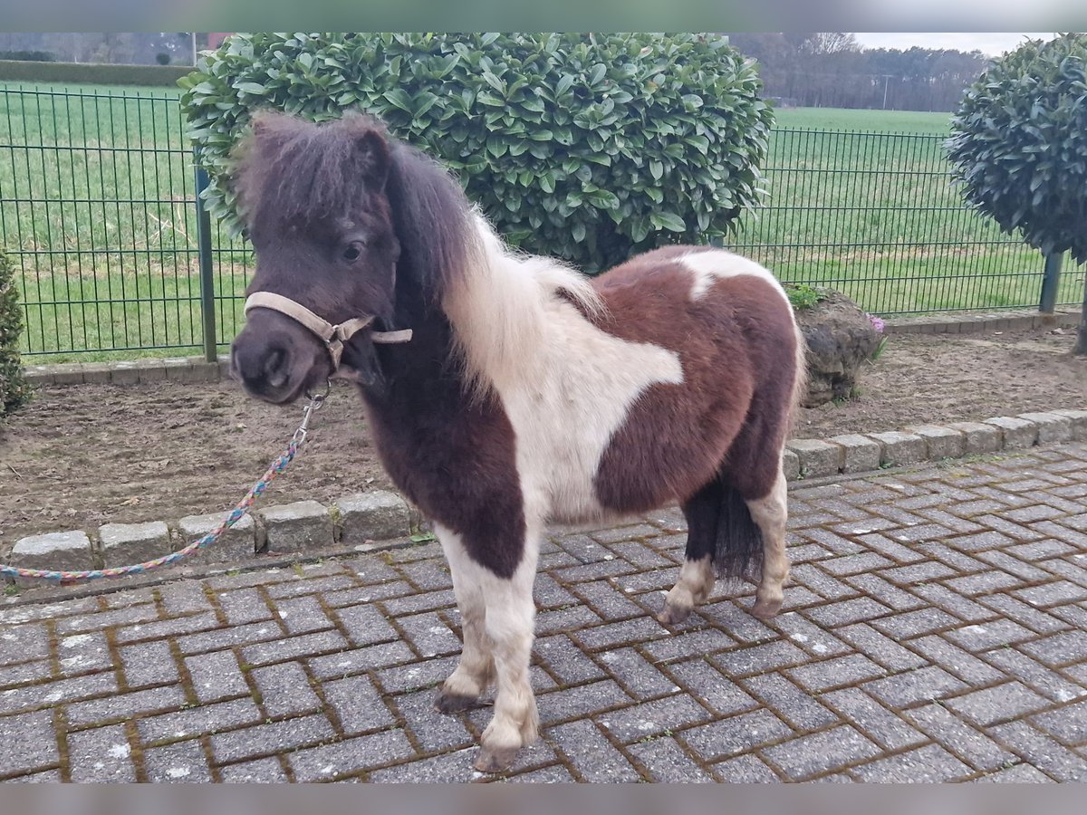 Mini Shetland Pony Hengst 2 Jaar 78 cm Gevlekt-paard in Reken
