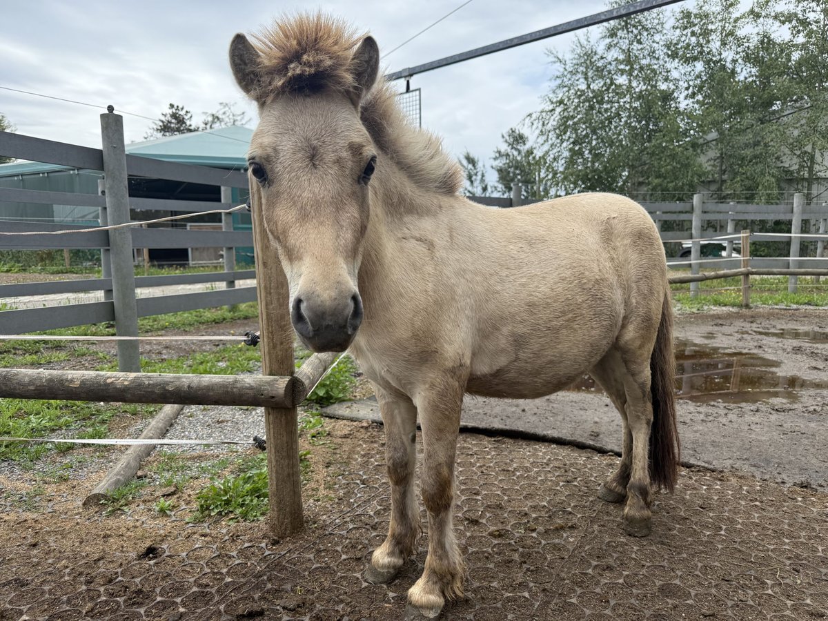 Mini Shetland Pony Hengst 2 Jaar 80 cm Buckskin in Fronreute