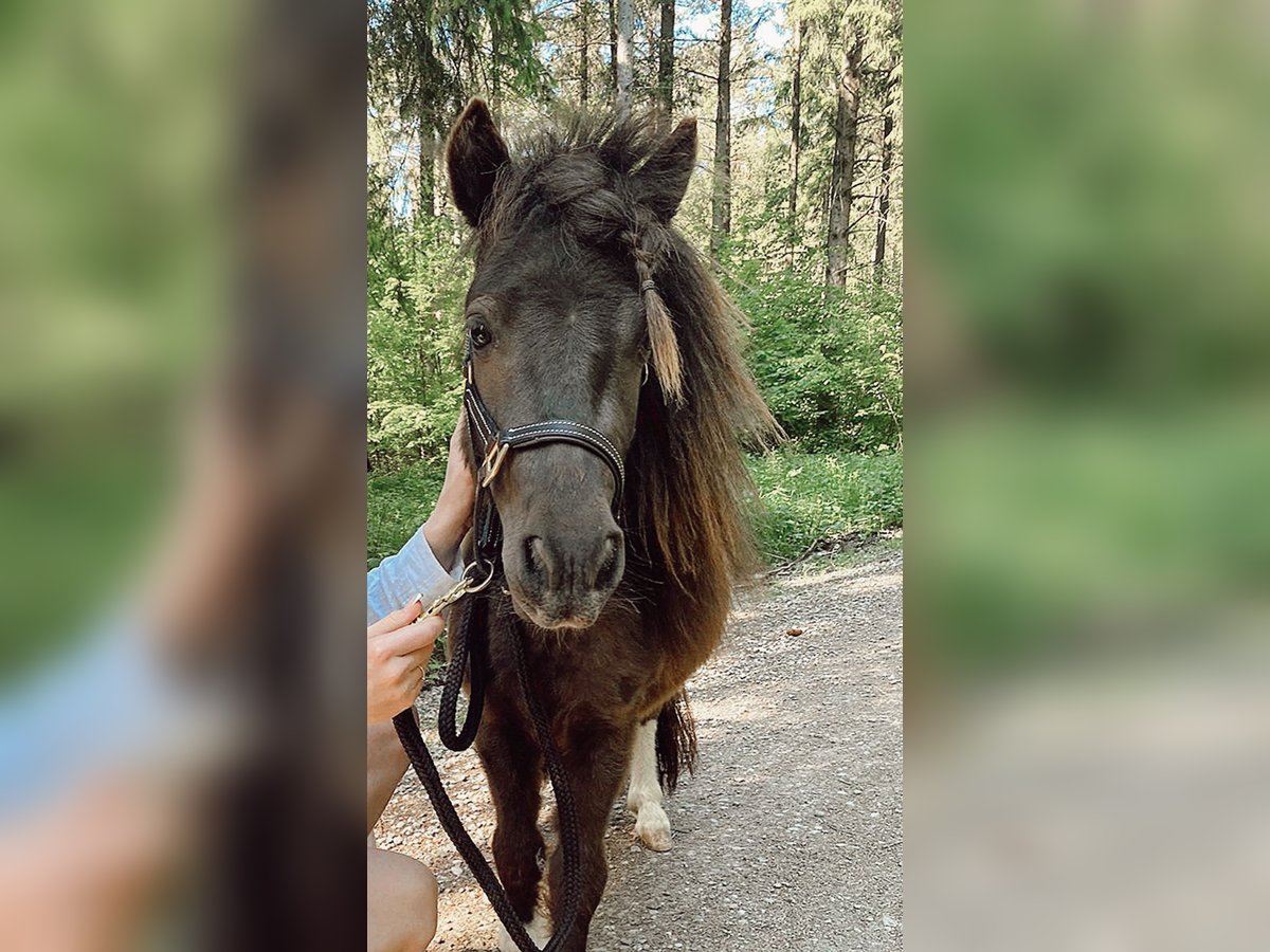 Mini Shetland Pony Hengst 2 Jaar 85 cm Gevlekt-paard in Dorfen