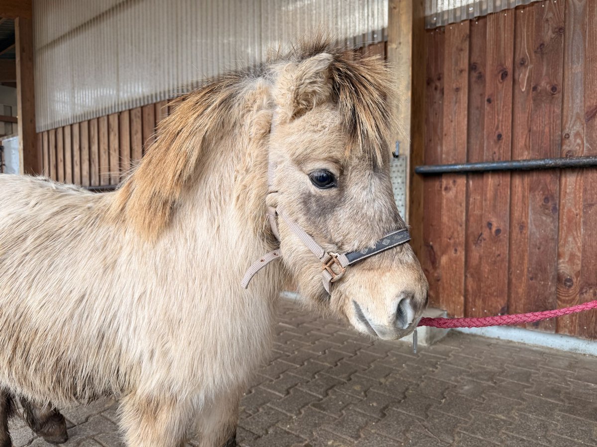 Mini Shetland Pony Hengst 2 Jaar 86 cm Falbe in Fronreute