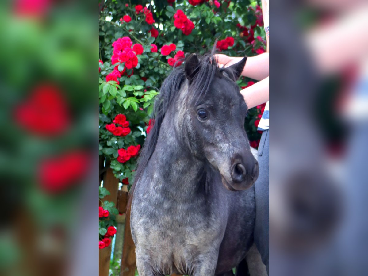 Mini Shetland Pony Hengst 2 Jahre 80 cm Roan-Blue in Kirchbichl