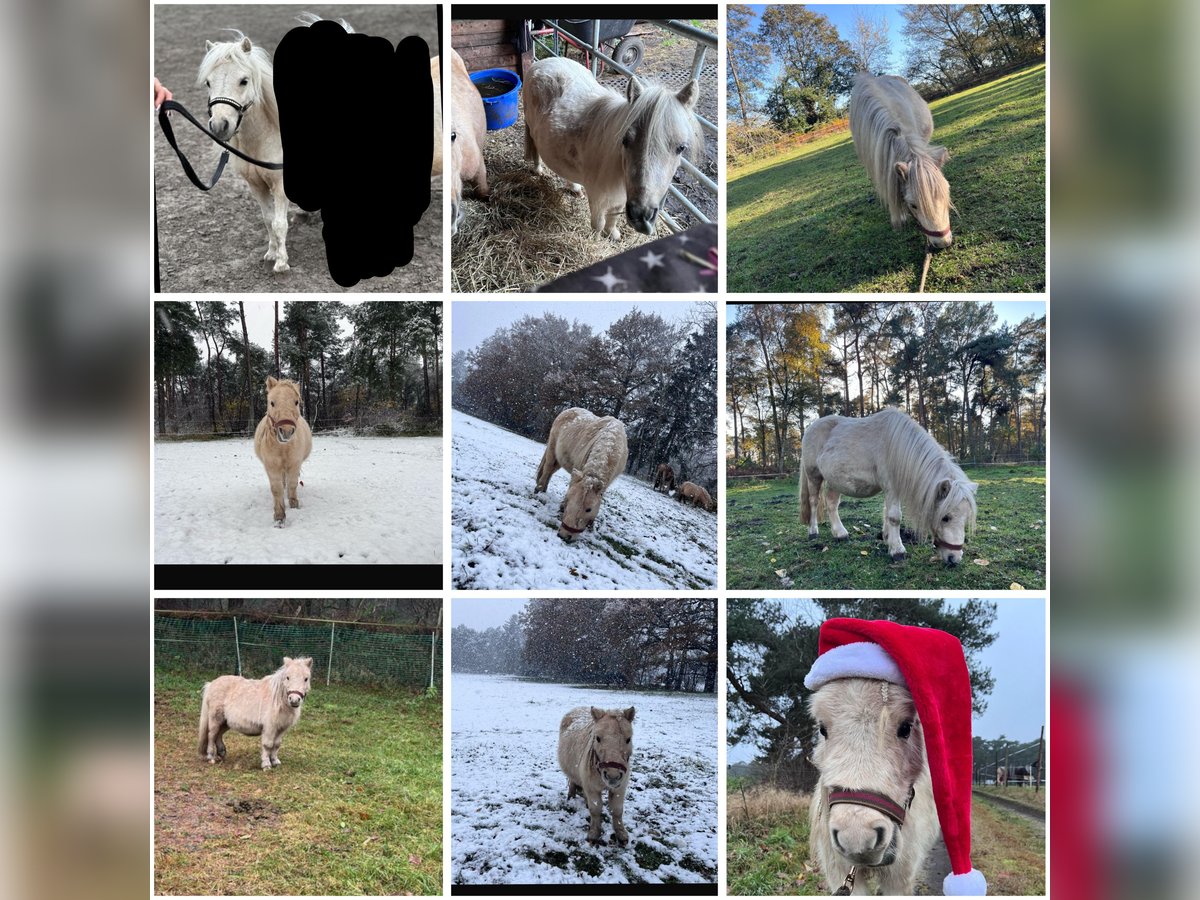 Mini Shetland Pony Hengst 2 Jahre 88 cm Palomino in Zeven Mini Shetland Pony Hengst 2 Jahre 88 cm Palomino in Zeven