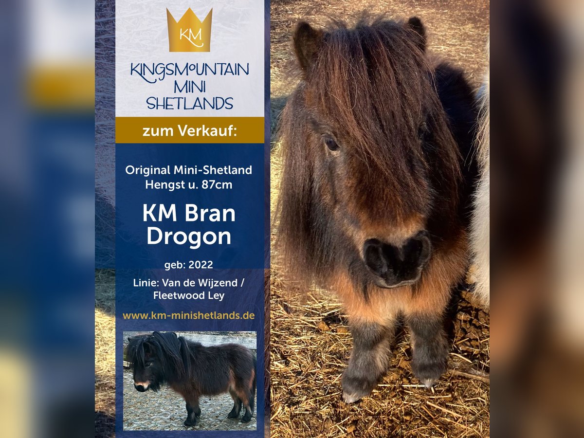 Mini Shetland Pony Hengst 3 Jaar 79 cm Bruin in Königsberg in Bayern