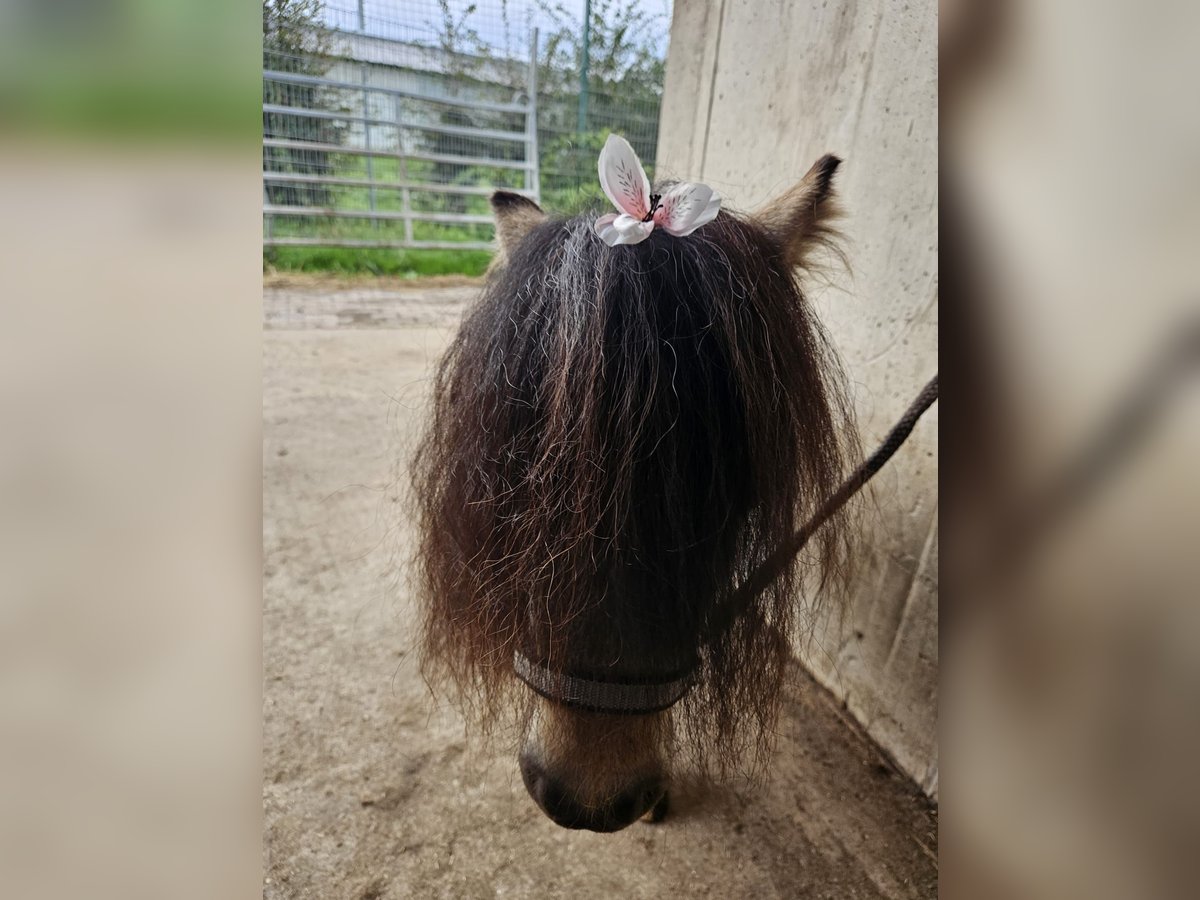 Mini Shetland Pony Hengst 3 Jaar 85 cm Gevlekt-paard in Niederzier