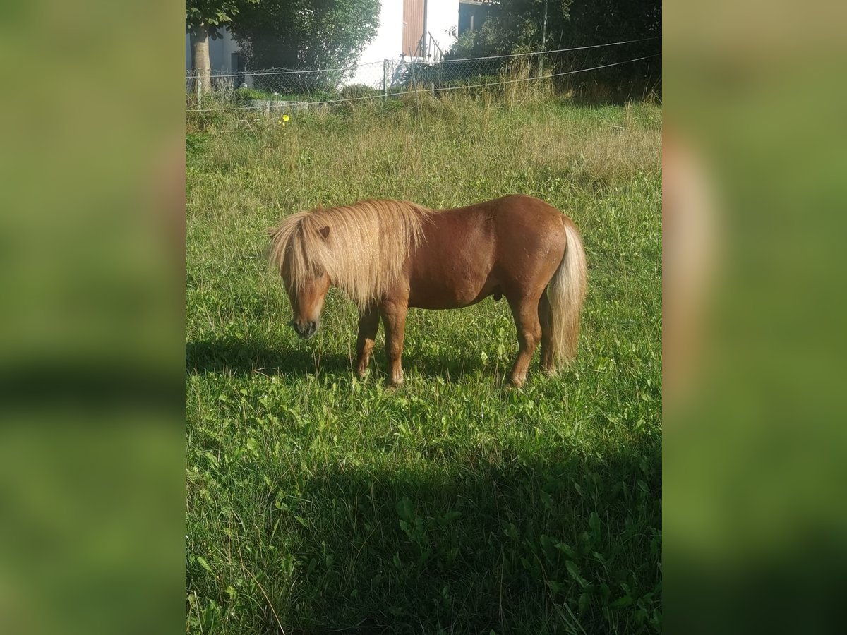 Mini Shetland Pony Hengst 3 Jahre 80 cm Fuchs in Walting
