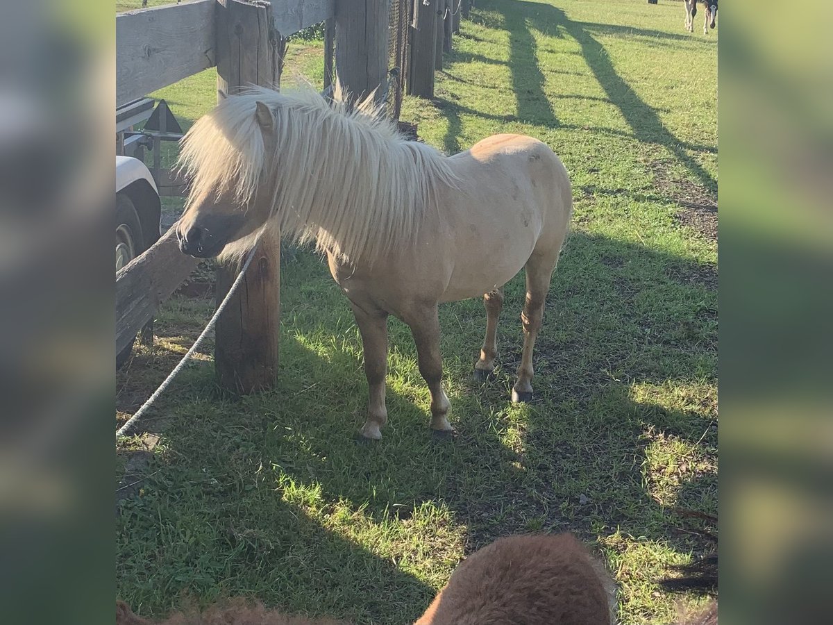 Mini Shetland Pony Hengst 3 Jahre 80 cm Palomino in Holste