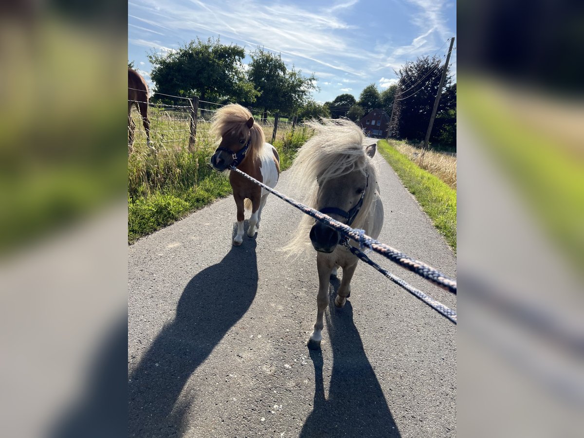Mini Shetland Pony Hengst 3 Jahre 85 cm in Uedem