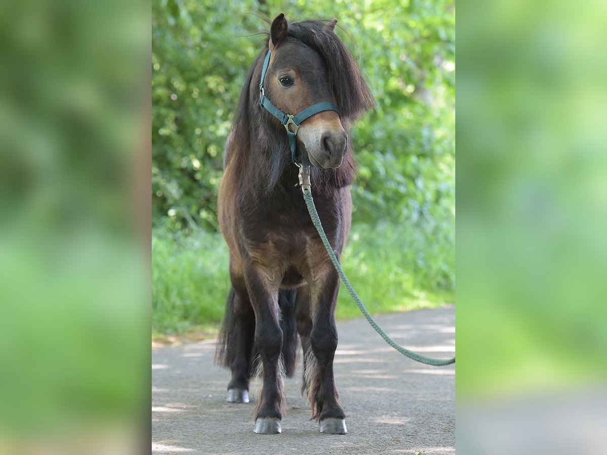 Mini Shetland Pony Hengst 3 Jahre Brauner in Warendorf