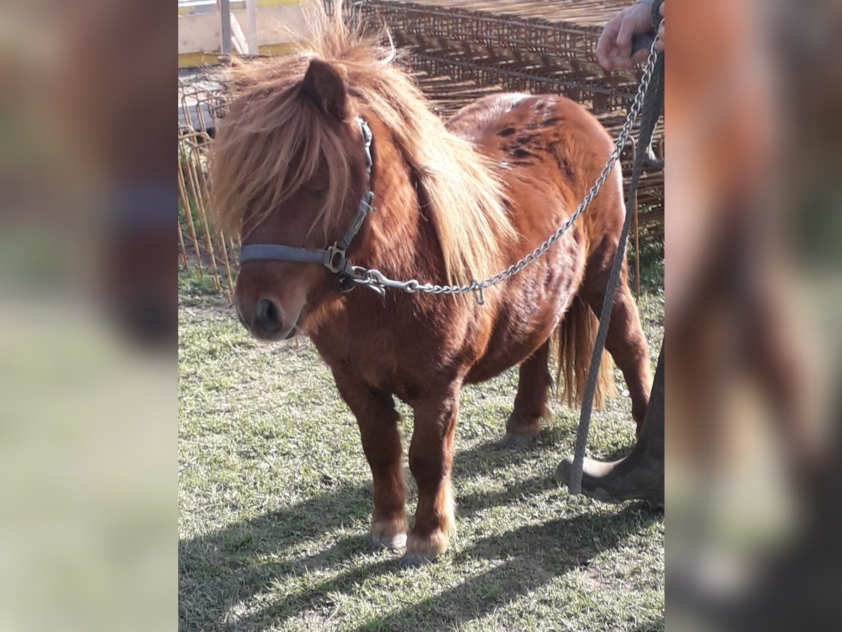 Mini Shetland Pony Hengst 3 Jahre Fuchs in Kleblach-Lind