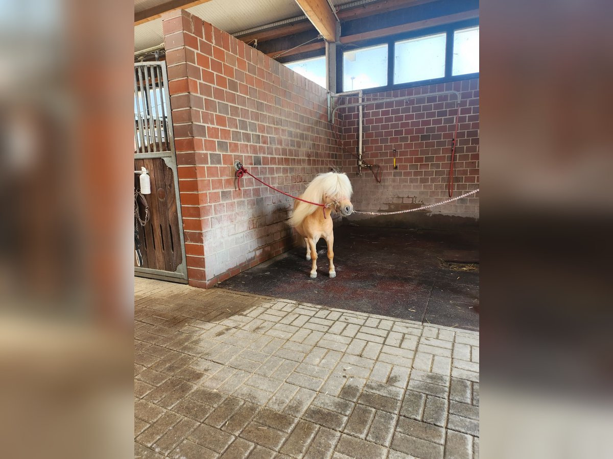 Mini Shetland Pony Hengst 4 Jaar 85 cm Palomino in Unna