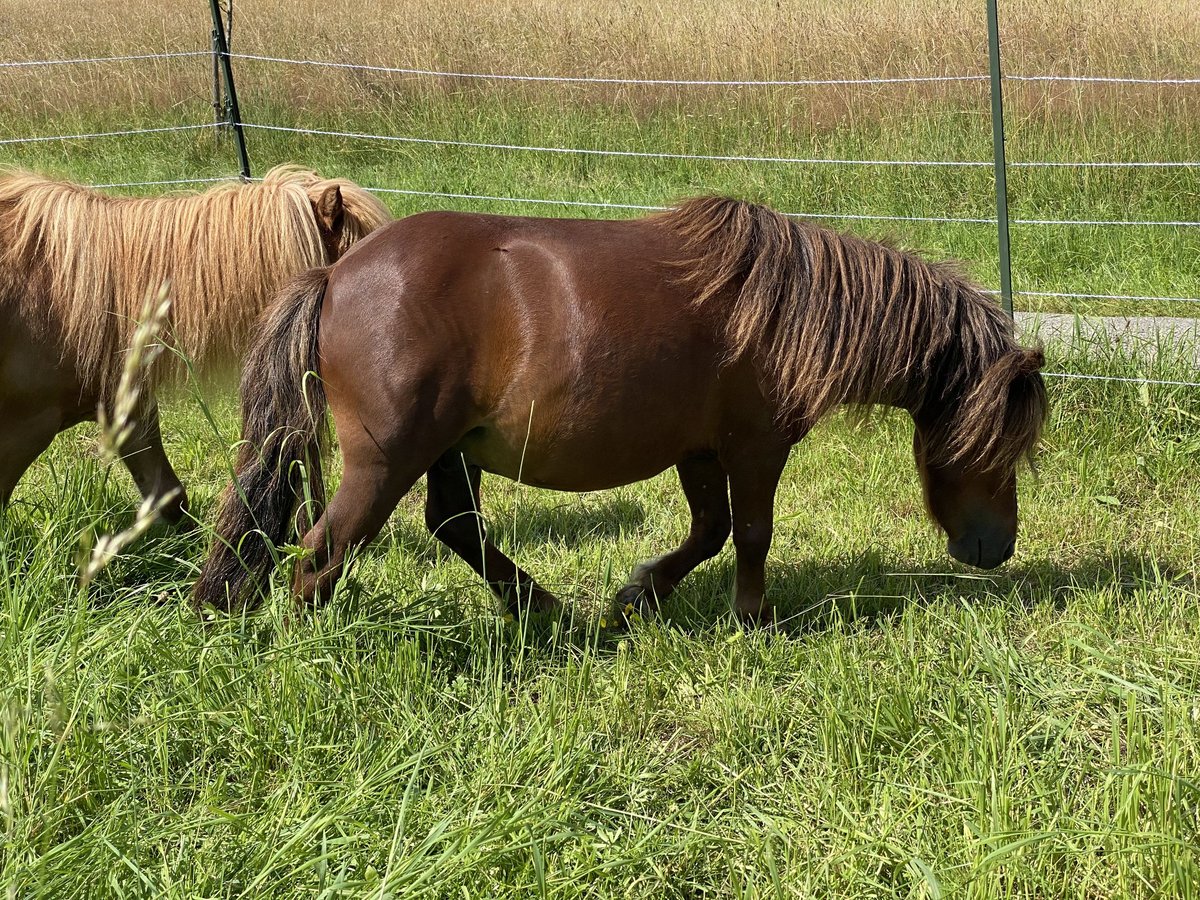 Mini Shetland Pony Hengst 4 Jahre 80 cm Dunkelfuchs in Murrhardt