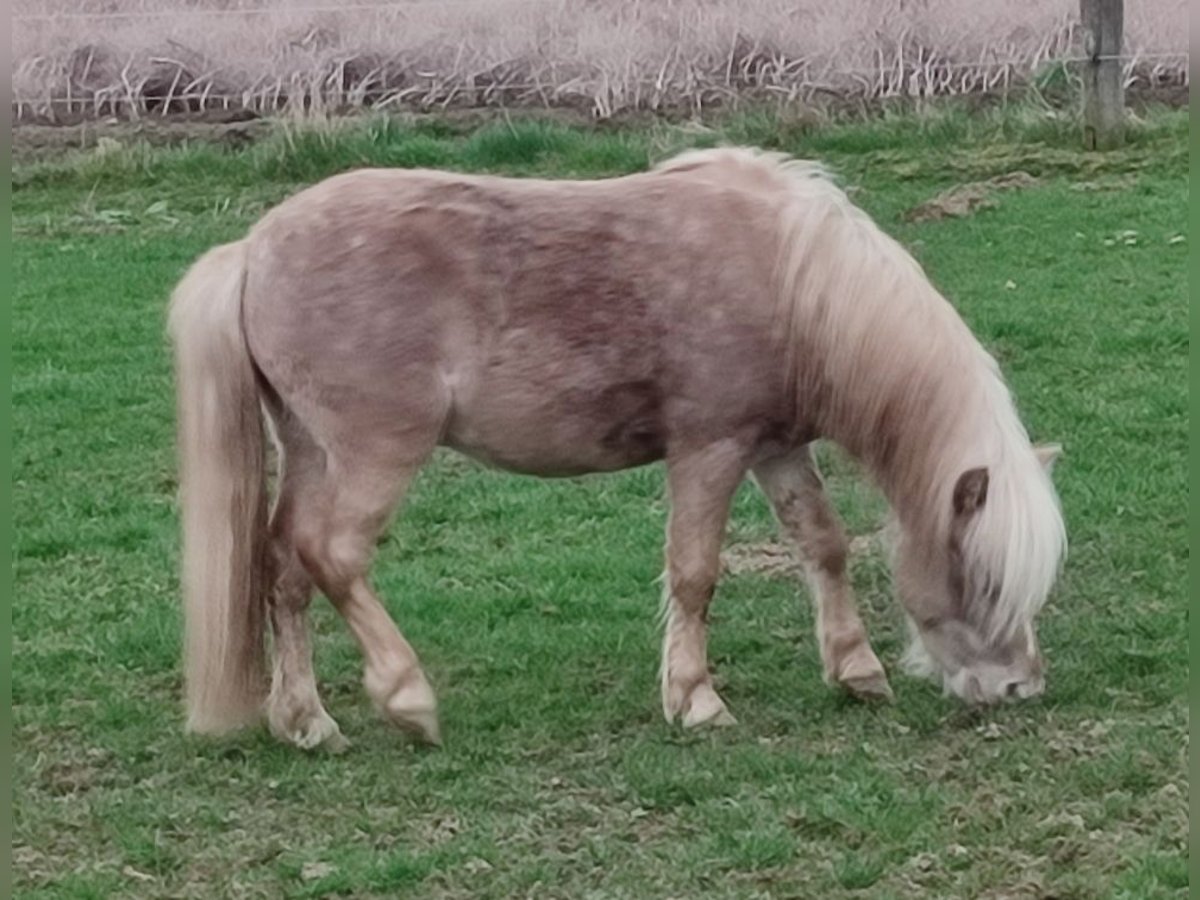 Mini Shetland Pony Hengst 4 Jahre 92 cm in Espelkamp
