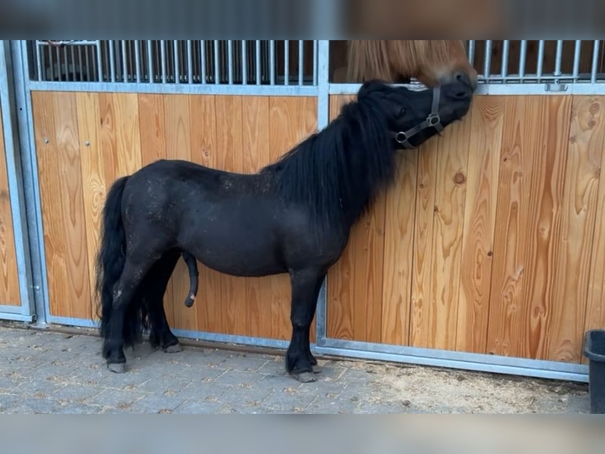 Mini Shetland Pony Hengst 4 Jahre 98 cm Rappe in Dernbach