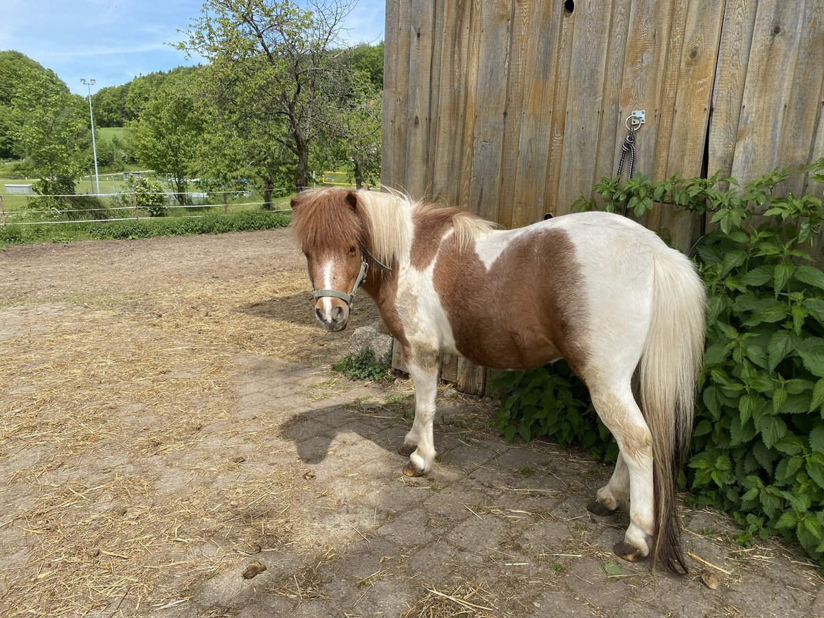 Mini Shetland Pony Hengst 5 Jaar 100 cm in Gößweinstein