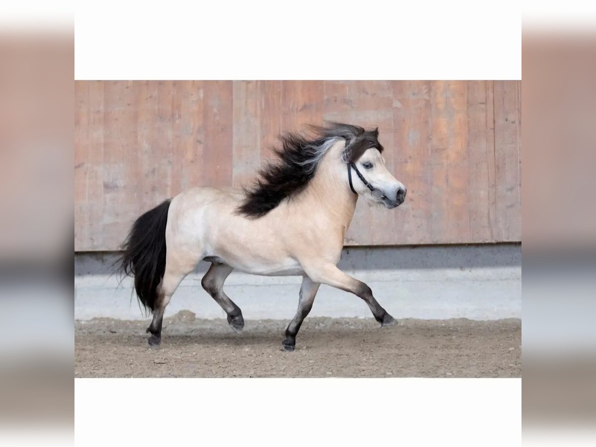 Mini Shetland Pony Hengst 5 Jaar 84 cm Buckskin in Bersenbrück