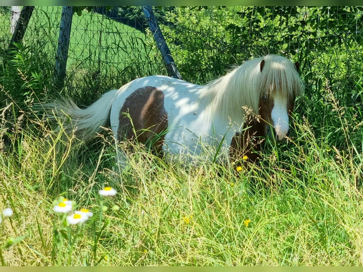 Mini Shetland Pony Hengst 6 Jaar 81 cm Gevlekt-paard in Fernitz