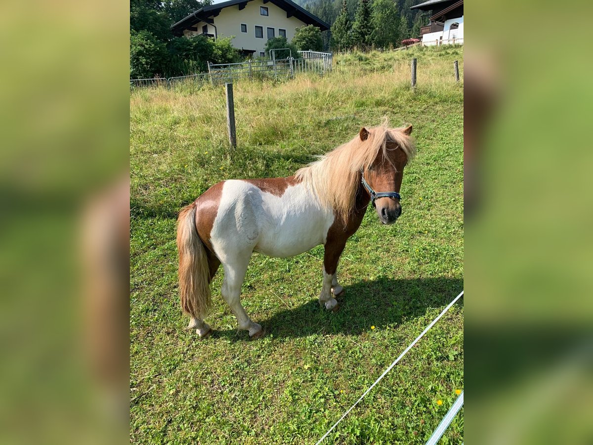 Mini Shetland Pony Mix Hengst 6 Jahre 90 cm Schecke in Flachau
