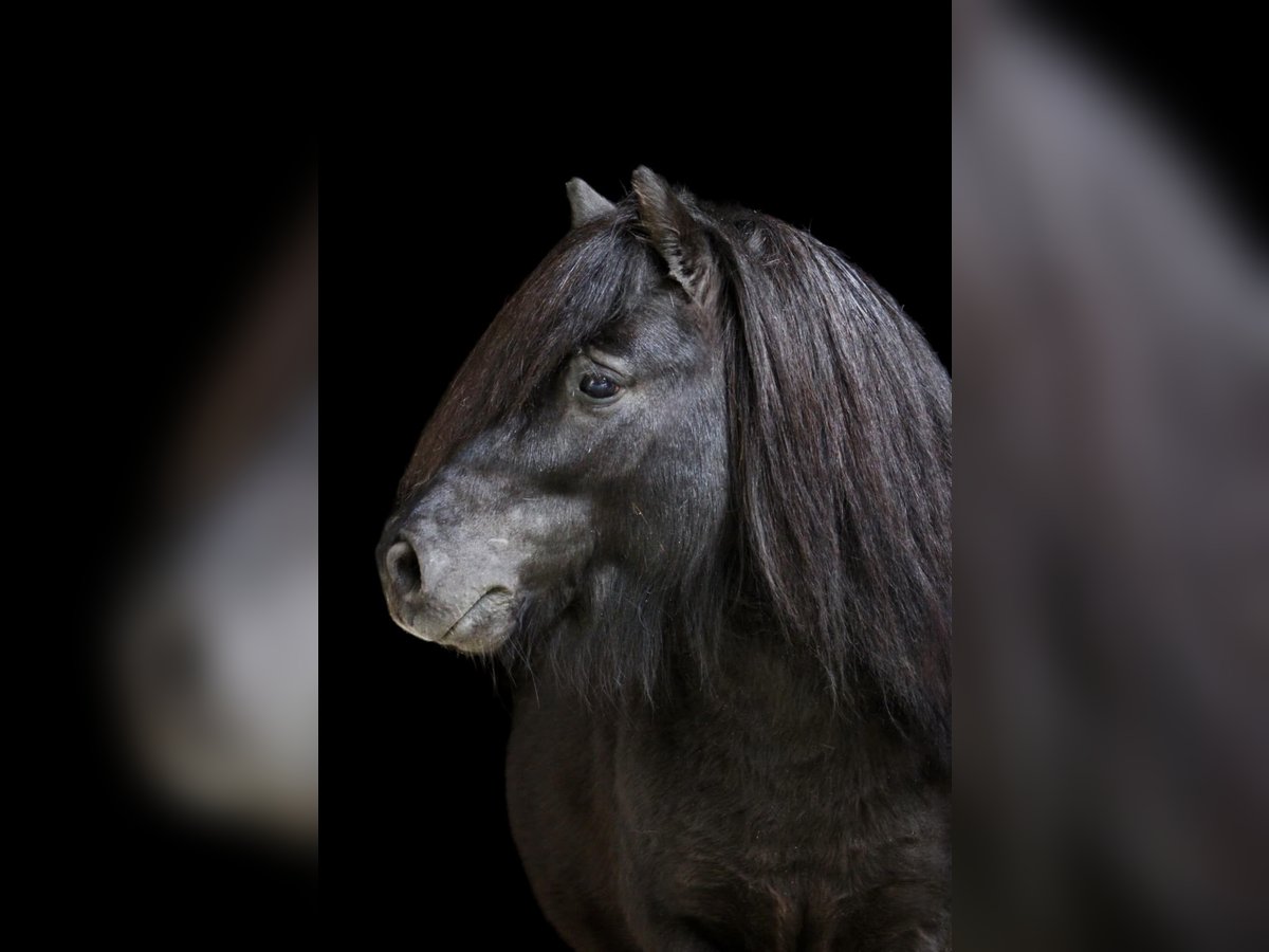 Mini Shetland Pony Hengst 7 Jaar 84 cm Zwart in Tweng