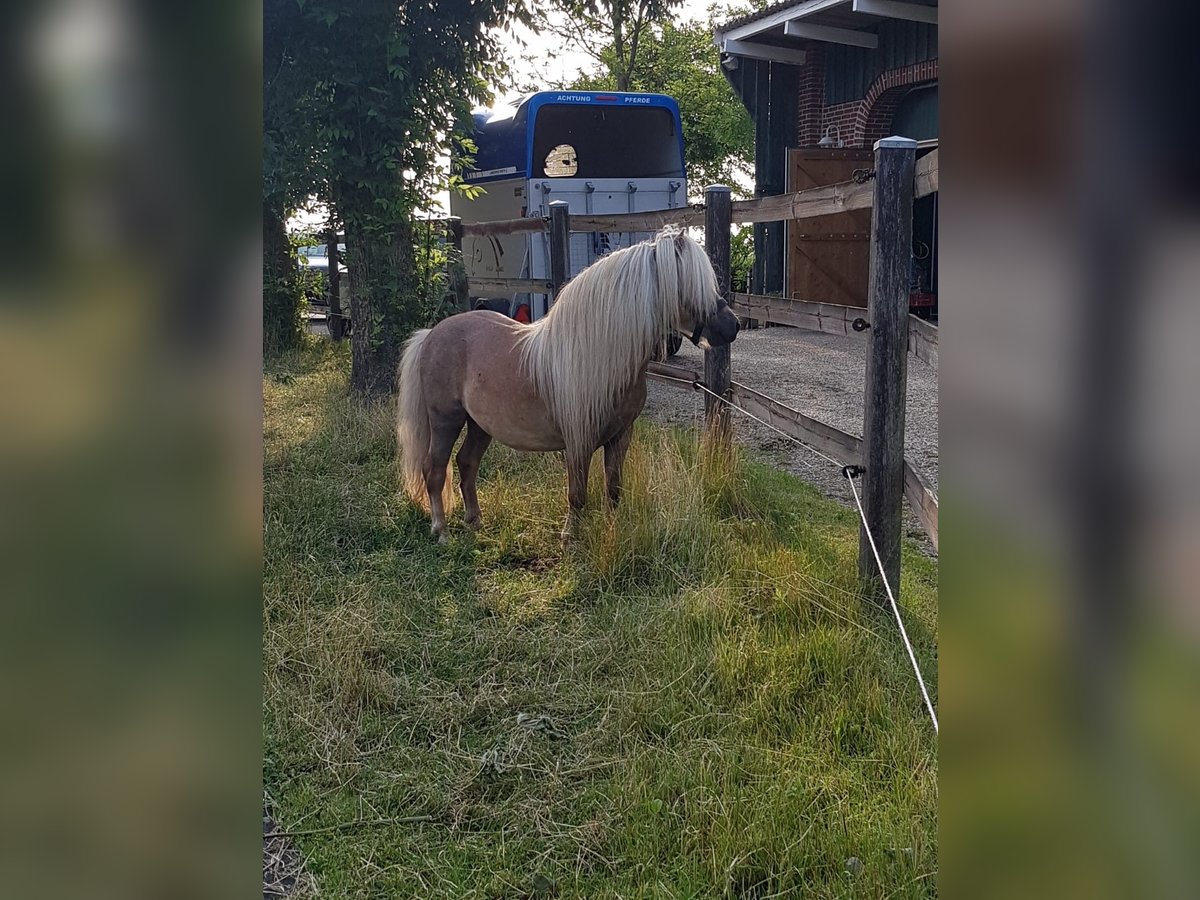 Mini Shetland Pony Hengst 7 Jahre 84 cm Fuchs in Wangerland Hohenkirchen