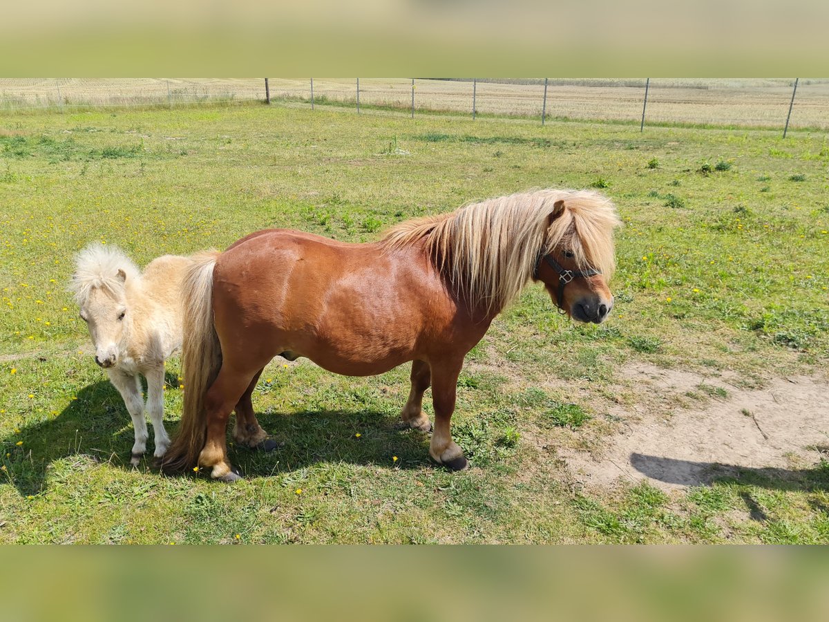 Mini Shetland Pony Hengst 7 Jahre 85 cm Fuchs in Butzow