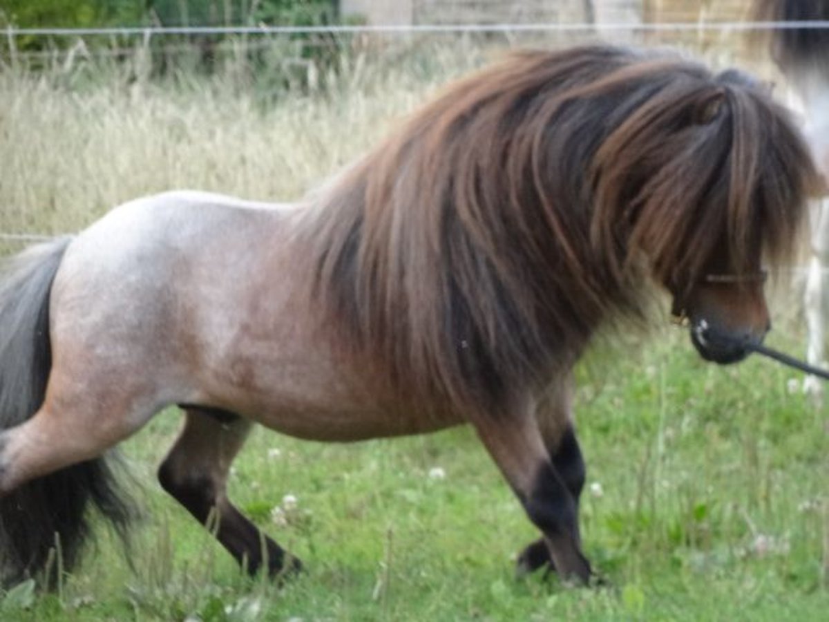 Mini Shetland Pony Hengst 8 Jaar 78 cm Roan-Bay in Gutow