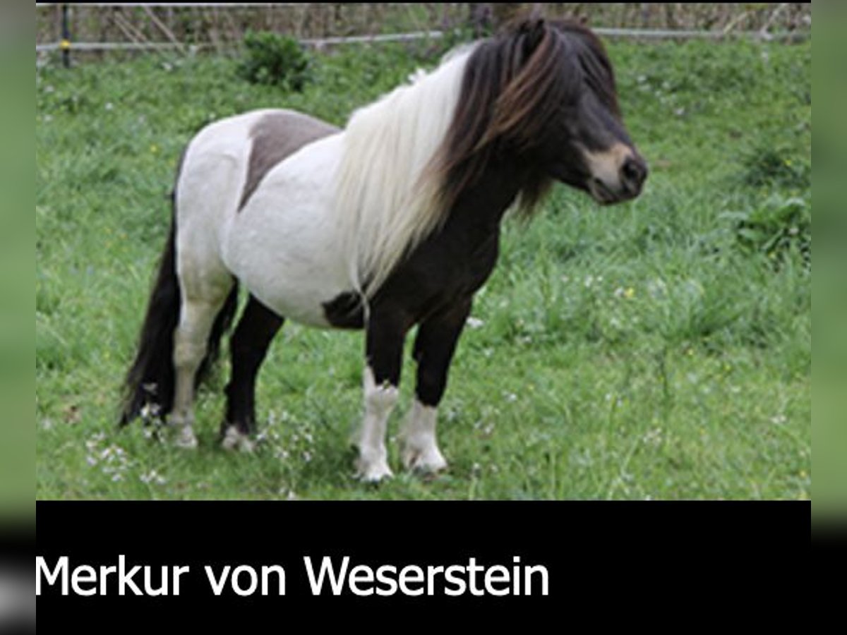 Mini Shetland Pony Hengst Dunkelbrauner in Bisingen