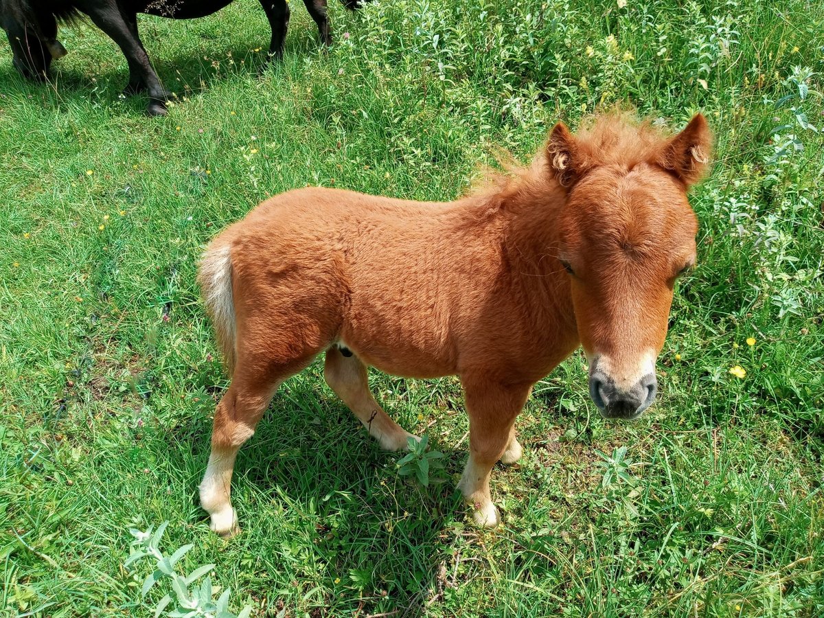 Mini Shetland Pony Hengst  75 cm Fuchs in Abtenau