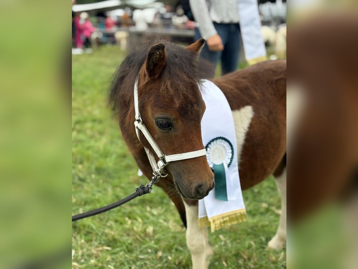 Mini Shetland Pony Hengst Fohlen (04/2025) 86 cm Brauner in Frallach