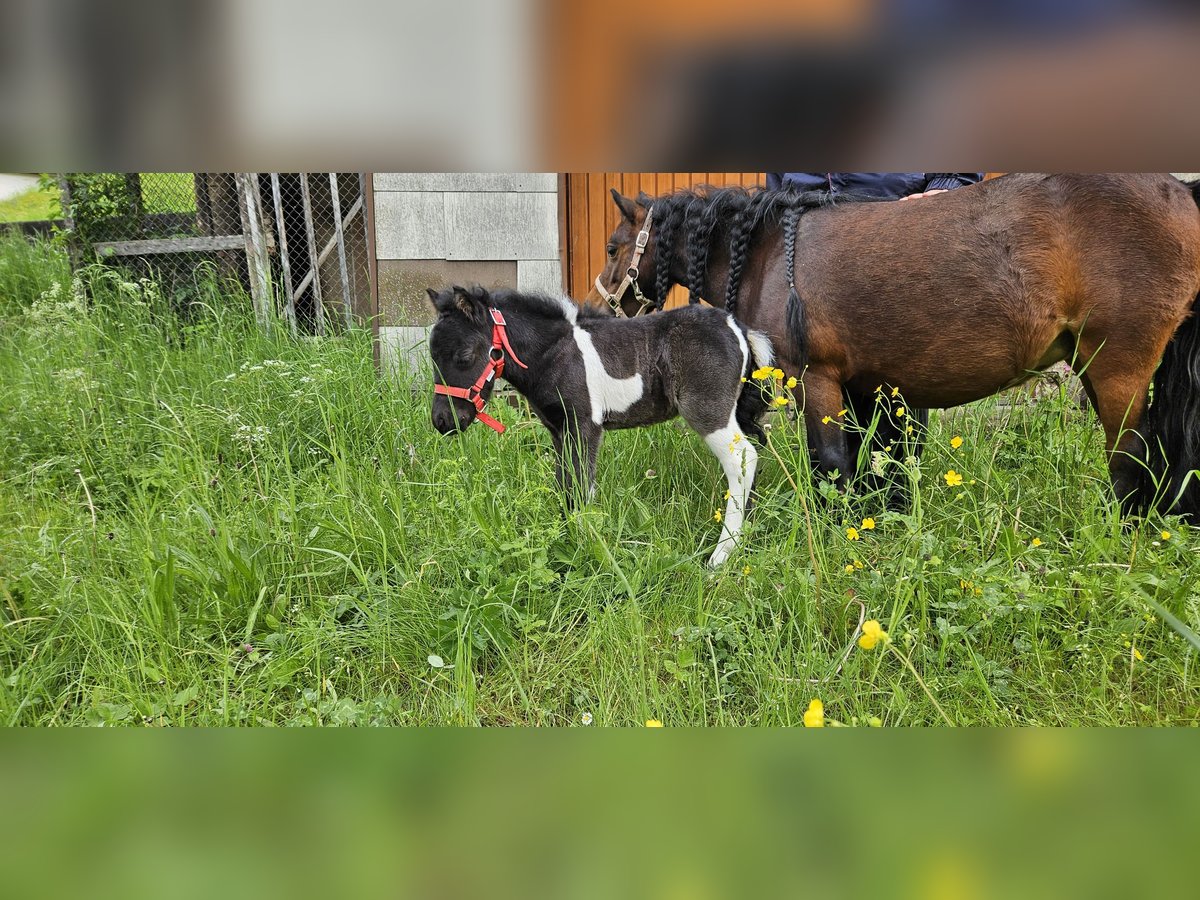 Mini Shetland Pony Hengst Fohlen (01/2024) 95 cm Schecke in Burladingen