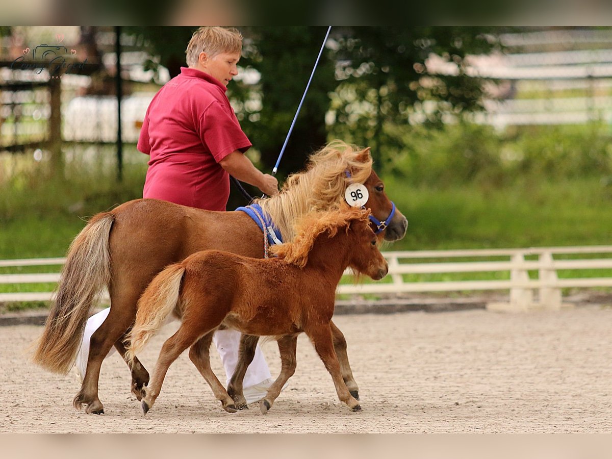 Mini Shetland Pony Hengst Fohlen (04/2025) Fuchs in Reppichau
