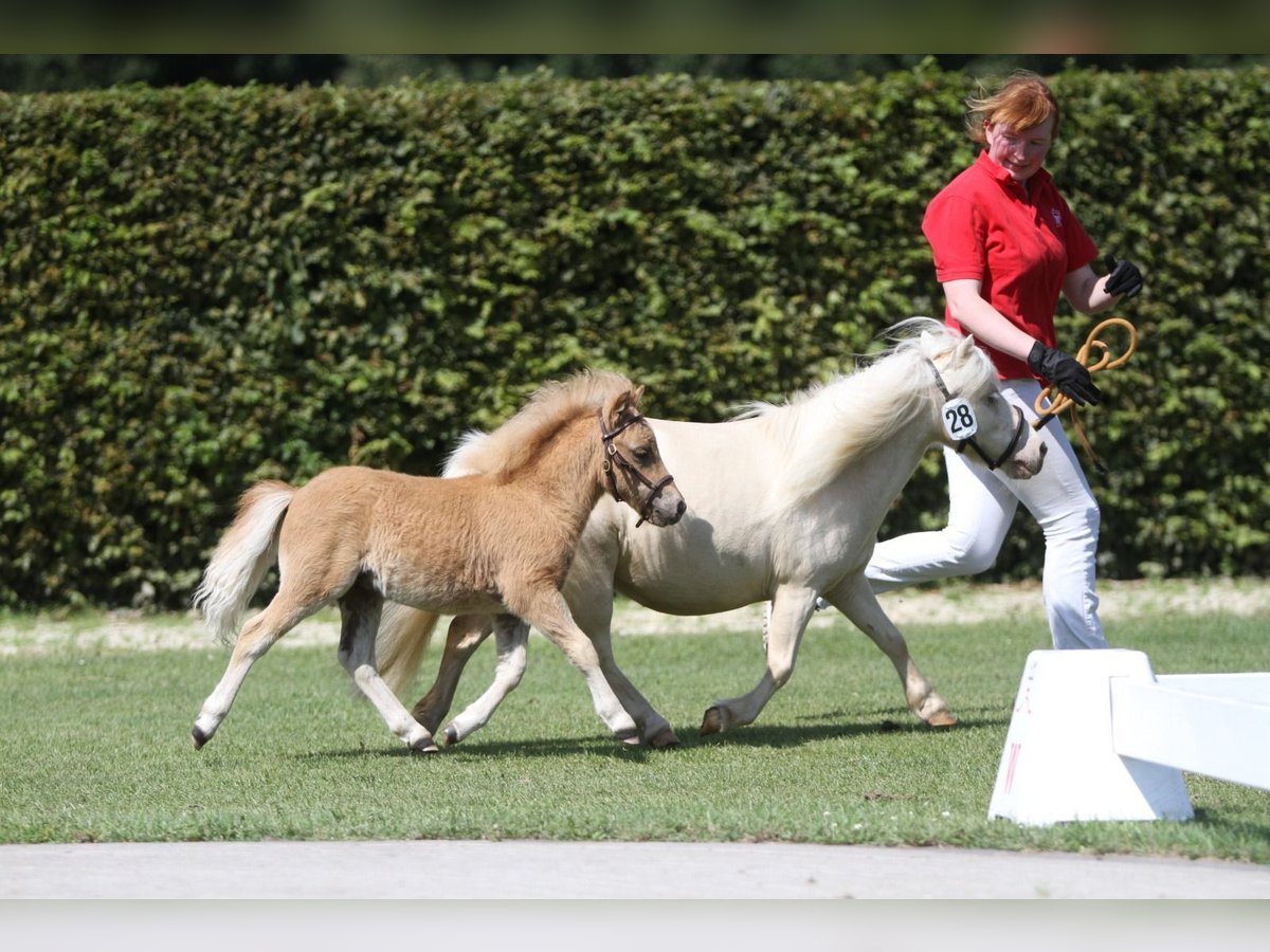 Mini Shetland Pony Hengst Fohlen (04/2025) in Hameln