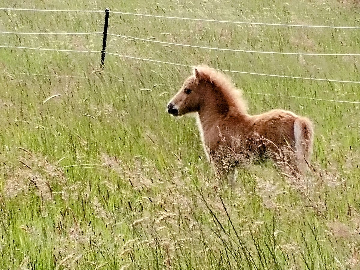 Mini Shetland Pony Hengst  in Hameln