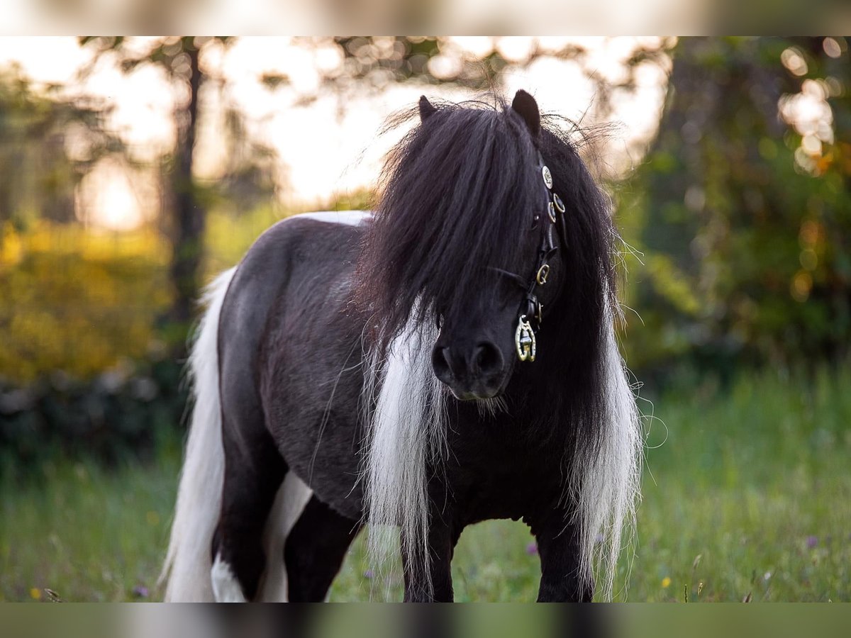 Mini Shetland Pony Hengst Gevlekt-paard in Neuenkirchen