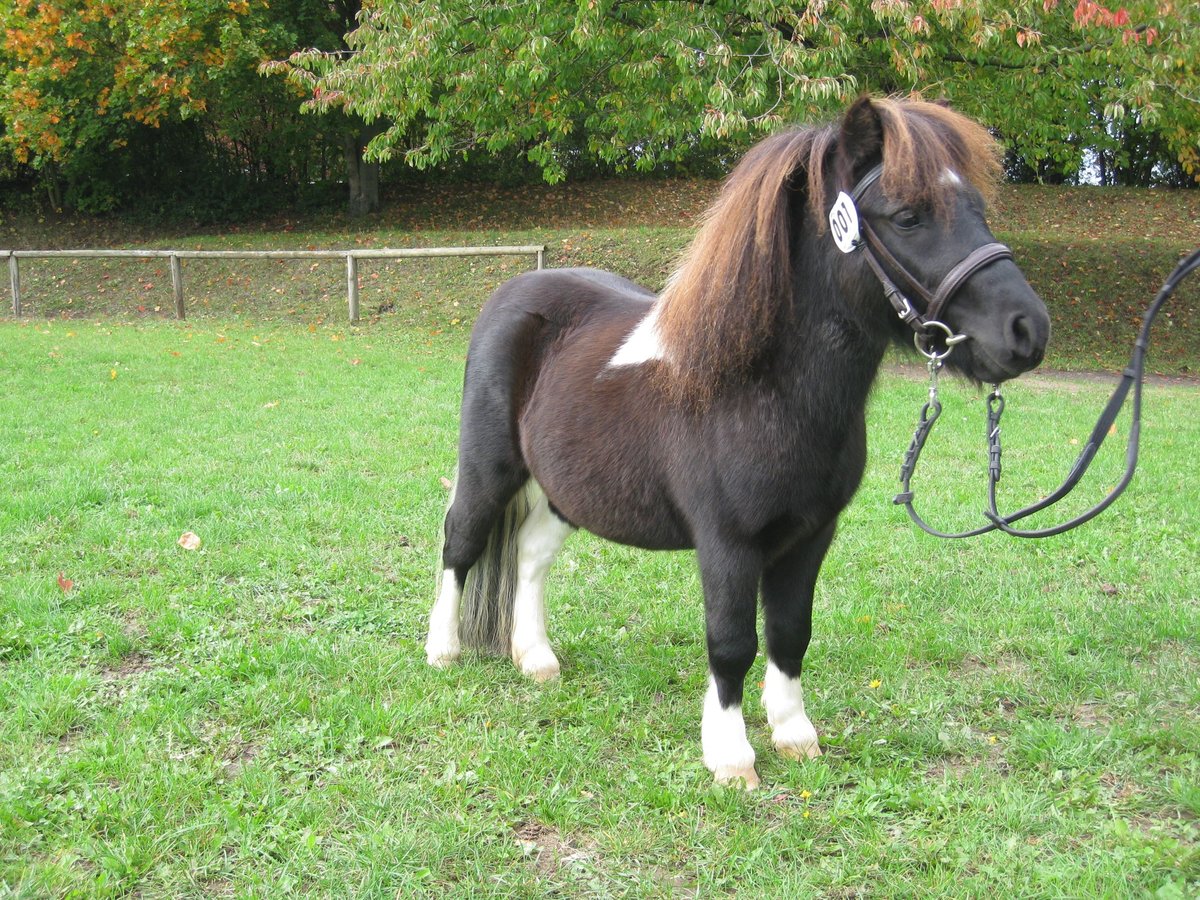 Mini Shetland Pony Gevlekt-paard Theuma