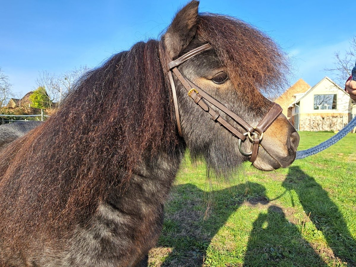 Mini Shetland Pony Hengst Roan-Bay in J&#xFC;trichau