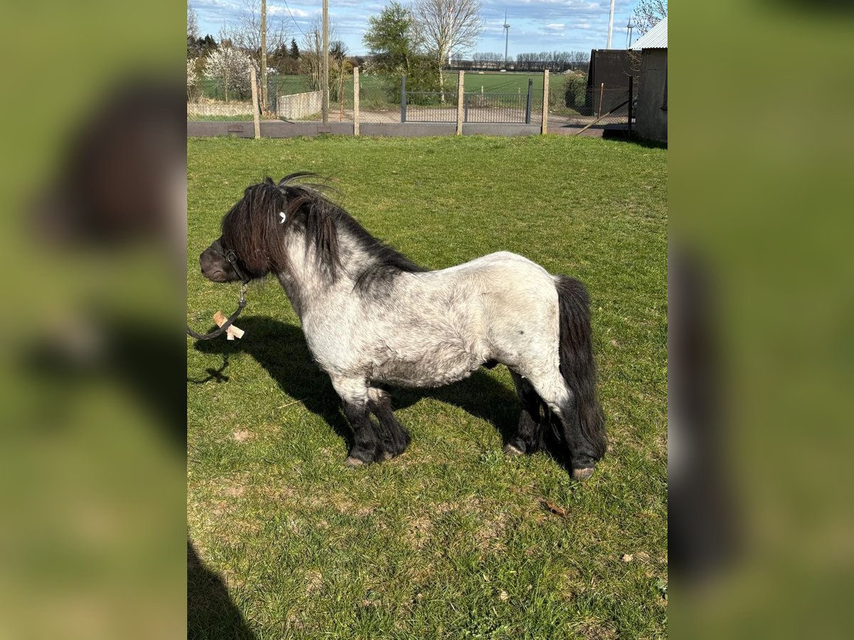 Mini Shetland Pony Hengst Roan-Blue in Klein Ammensleben