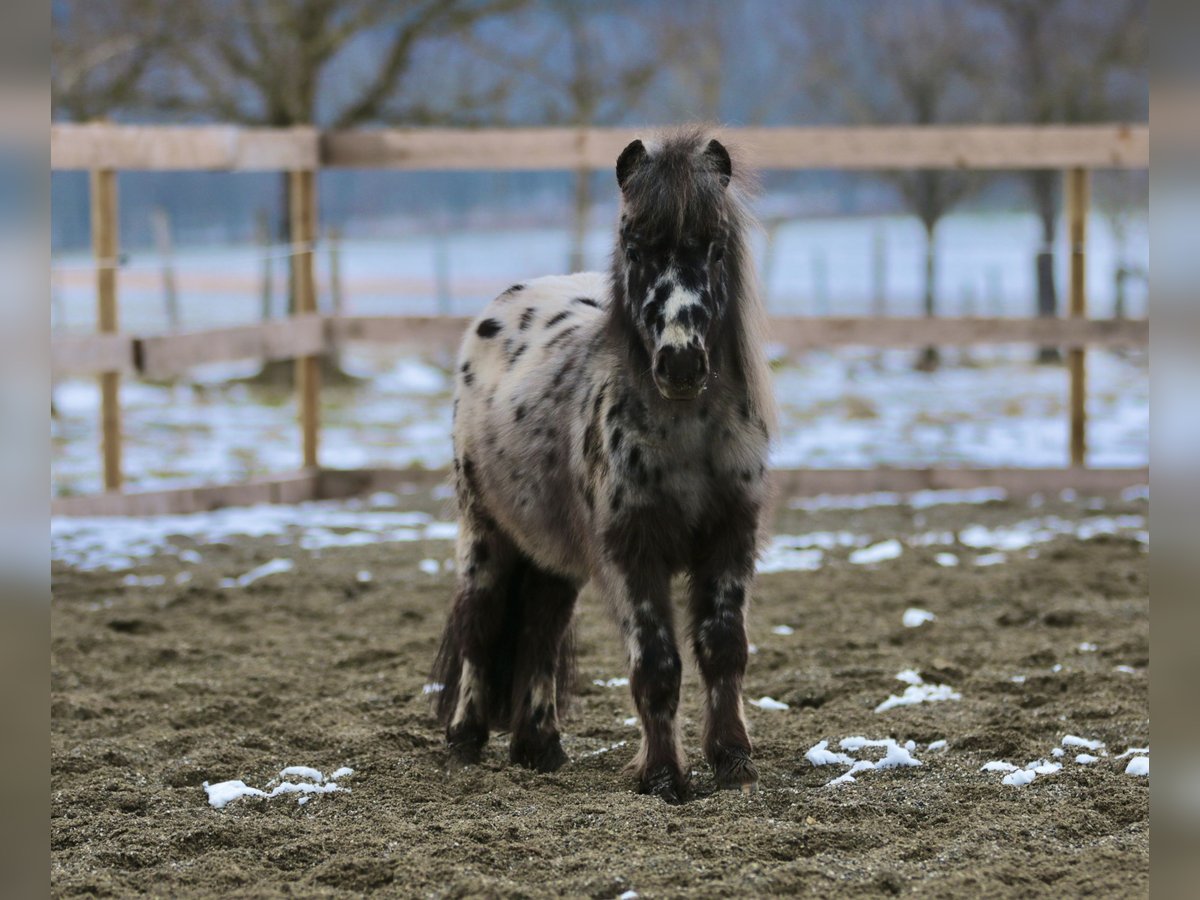 Mini Shetland Pony Hengst Tigerschecke in Stockach