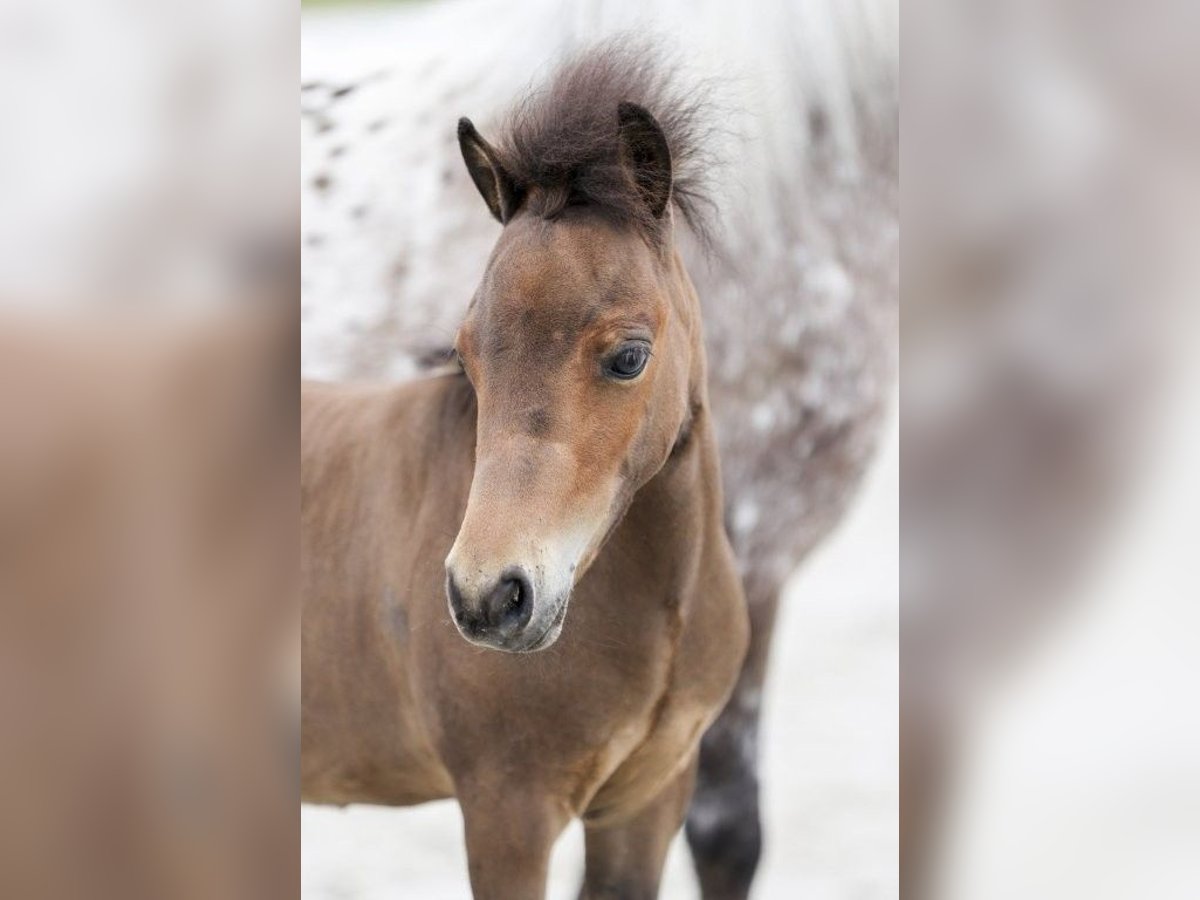 Mini Shetland Pony Hengst Veulen (04/2025) Bruin in Gomadingen