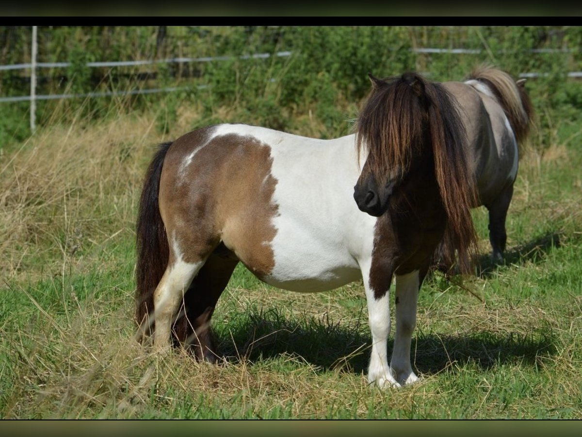 Mini Shetland Pony Mare 11 years in Gro&#xDF;enknetenGrossenkneten