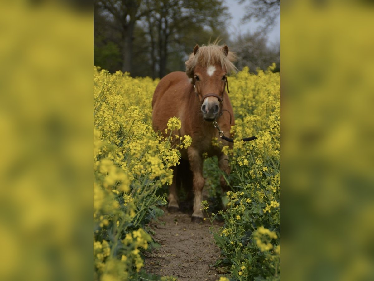 Mini Shetland Pony Mare 12 years 10,1 hh Chestnut-Red in Garbsen