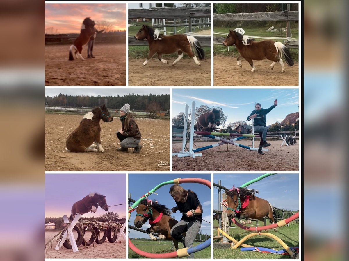 Mini Shetland Pony Mare 12 years 8,1 hh Pinto in Hohenburg