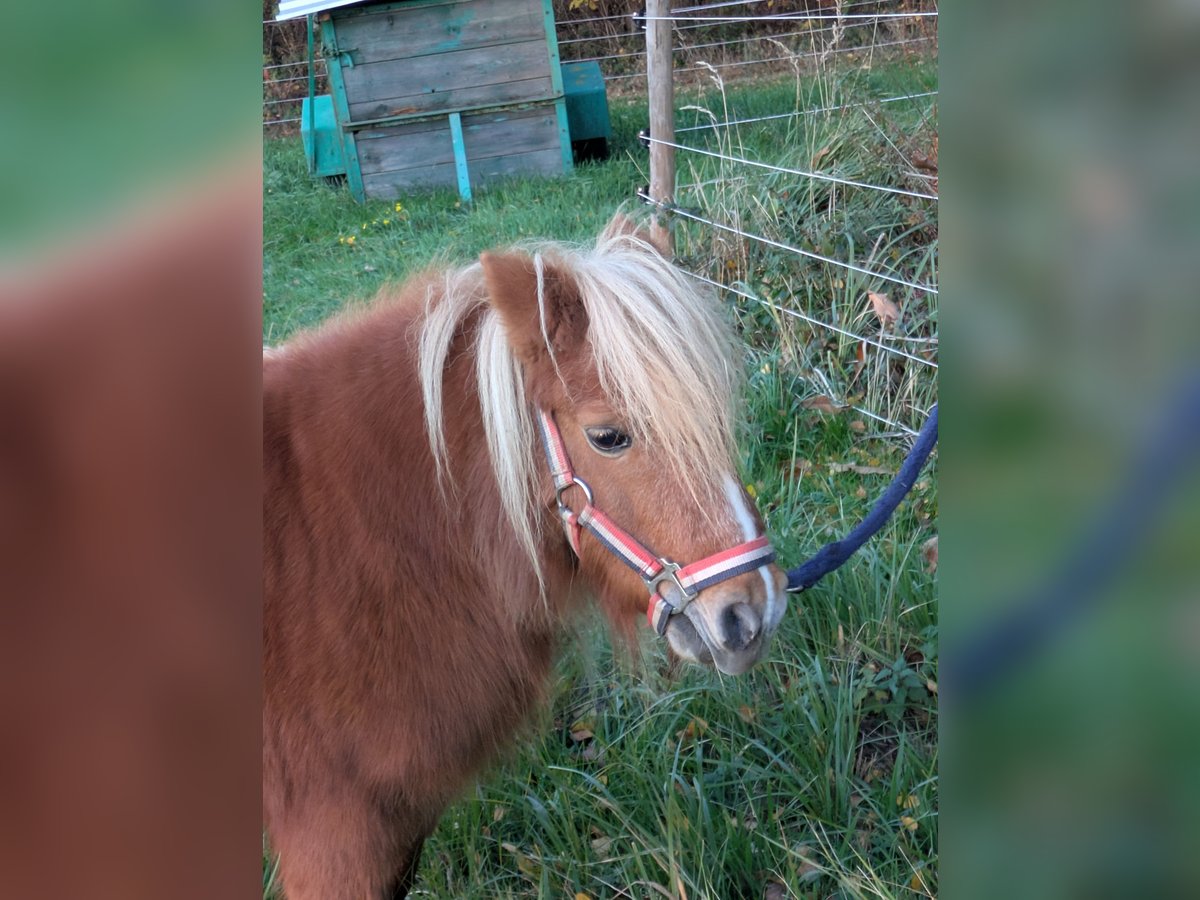 Mini Shetland Pony Mare 14 years Chestnut-Red in Neustadt (Wied)