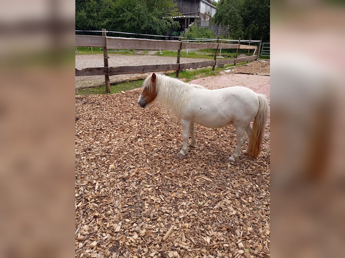 Mini Shetland Pony Mare 15 years 8,2 hh in Amtzell