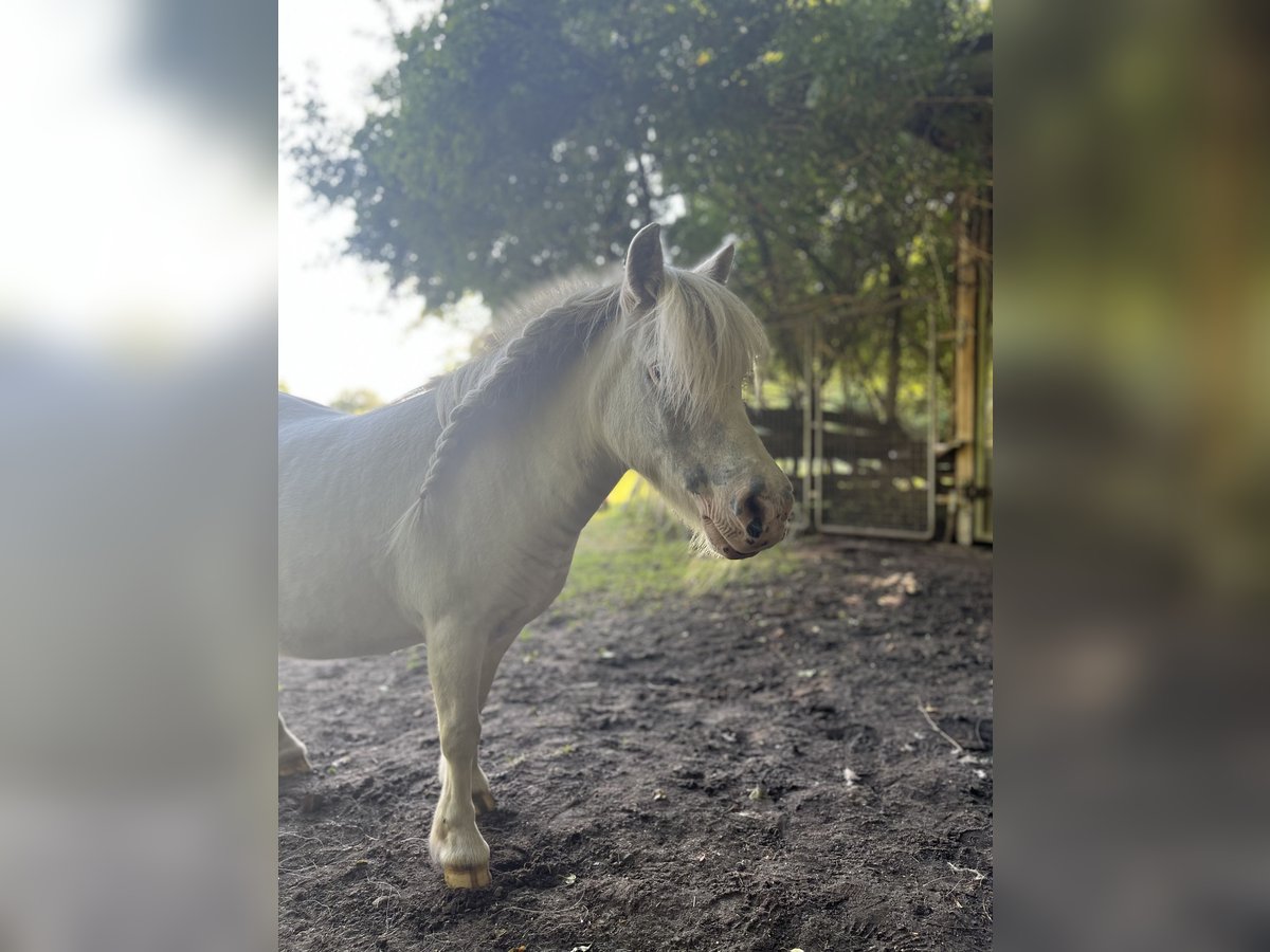 Mini Shetland Pony Mare 17 years 8 hh Grey in Metelen